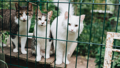 Three rescued cats together in a wire cage.