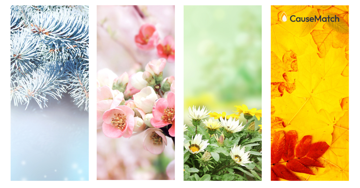 pictures of leaves throughout all four seasons: winter, spring, summer, fall